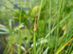 Eleocharis mamillata