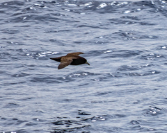 Procellaria aequinoctialis
