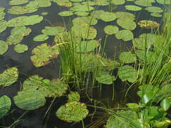 Eleocharis mamillata