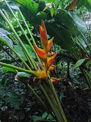 Heliconia bihai