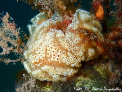 Aplidium ocellatum