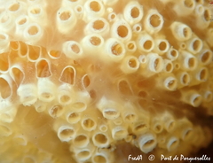Aplidium ocellatum
