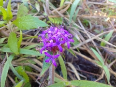 Crusea hispida