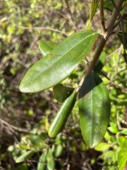 Rhodomyrtus tomentosa
