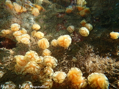 Aplidium ocellatum