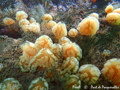 Aplidium ocellatum