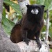 Andean Saddle-back Tamarin - Photo (c) Allen Chartier, some rights reserved (CC BY-NC)