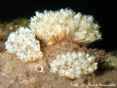 Aplidium turbinatum