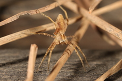 Pisaura
