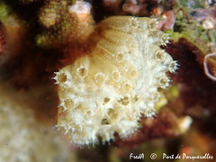 Aplidium turbinatum