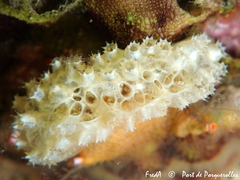 Aplidium turbinatum