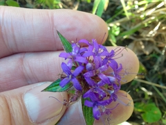 Crusea hispida