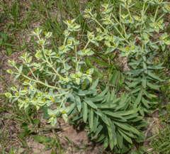 Euphorbia papillosa