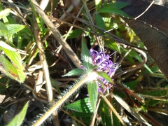 Crusea hispida