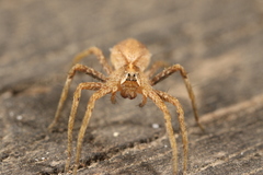Pisaura