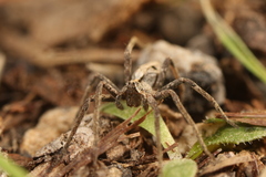 Pisaura