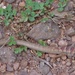 西馬德雷山鼉蜥南部亞種 - Photo 由 Josema 所上傳的 (c) Josema，保留部份權利CC BY-NC