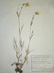 Ranunculus illyricus