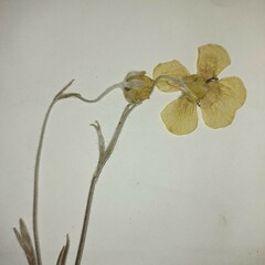 Ranunculus illyricus