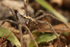 Pisaura