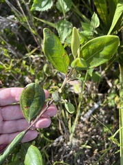 Rhodomyrtus tomentosa