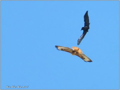 Buteo rufinus cirtensis
