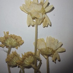 Anthemis ruthenica