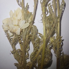 Anthemis ruthenica