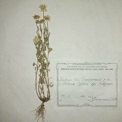 Anthemis ruthenica
