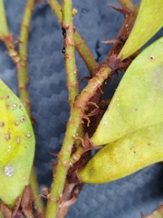 Lonchocarpus rugosus