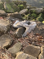 Pelecaniformes