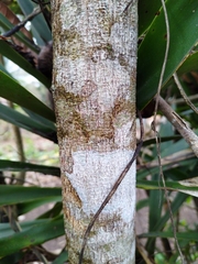 Lonchocarpus rugosus