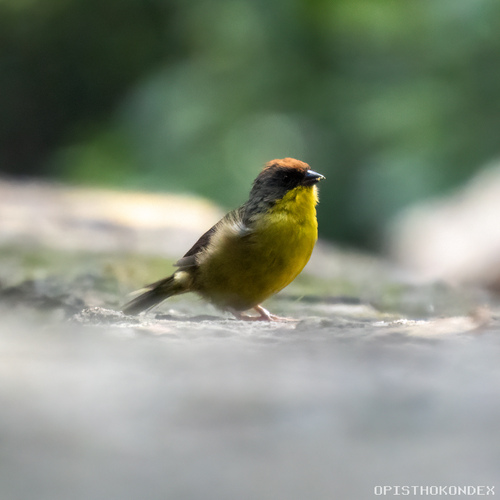 Rufous-capped Brushfinch (Atlapetes pileatus), photo 8