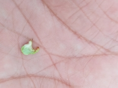 Lonchocarpus rugosus