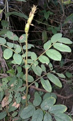 Lonchocarpus rugosus