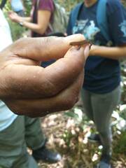 Sphaerodactylus vincenti