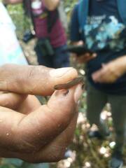 Sphaerodactylus vincenti