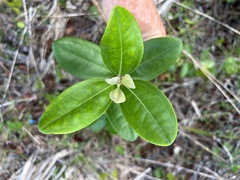 Rhodomyrtus tomentosa