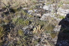 Lichtensteinia lacera