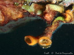 Schizoporella errata