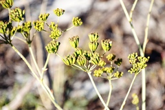 Lichtensteinia lacera