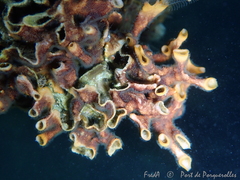 Schizoporella errata