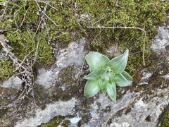 Eryngium humile