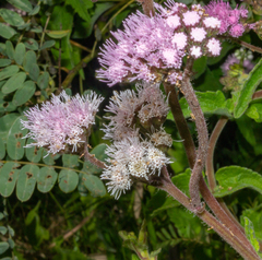 Chromolaena hirsuta