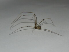 Pholcidae