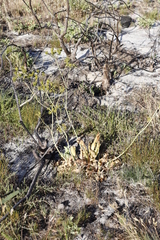 Lichtensteinia lacera