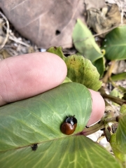 Chelymorpha cribraria