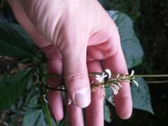 Gonzalagunia hirsuta