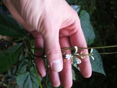 Gonzalagunia hirsuta