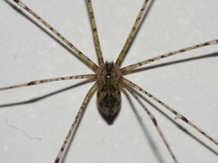 Pholcidae